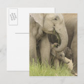 Indische/Aziatische olifant, jong, Corbett 3 Briefkaart (Voorkant / Achterkant)