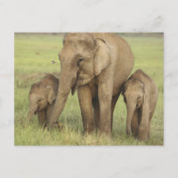 Indische Aziatische Olifant & Jongeren