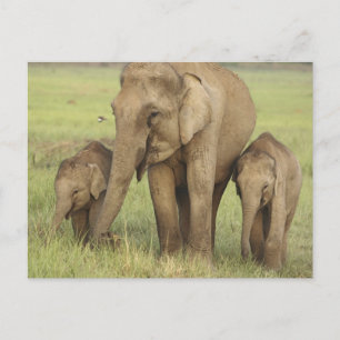 Indische Aziatische Olifant & Jongeren Briefkaart