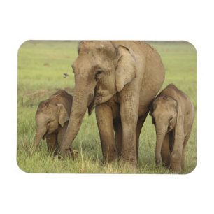 Indische Aziatische Olifant & Jongeren Magneet