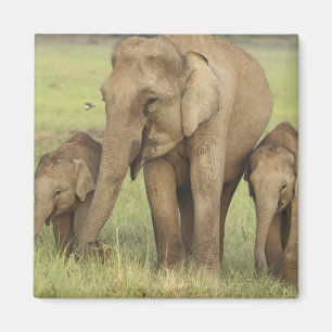 Indische Aziatische Olifant & Jongeren Magneet