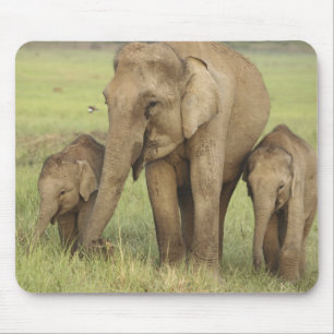 Indische Aziatische Olifant & Jongeren Muismat