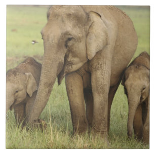 Indische Aziatische Olifant & Jongeren Tegeltje