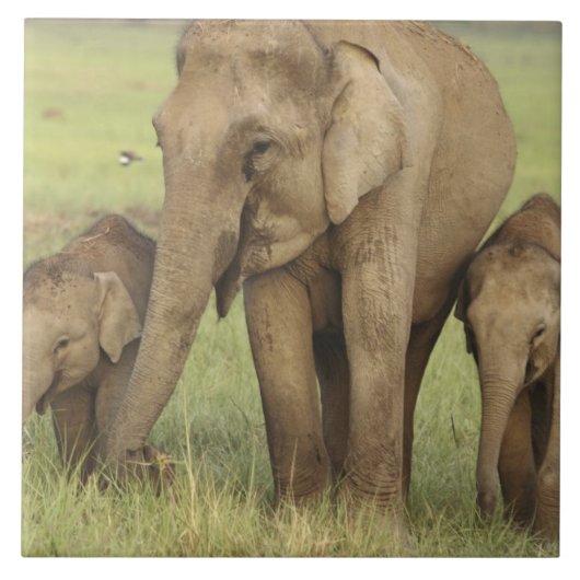 Indische Aziatische Olifant & Jongeren Tegeltje (Voorkant)