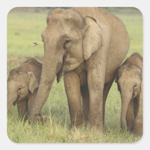 Indische Aziatische Olifant & Jongeren Vierkante Sticker