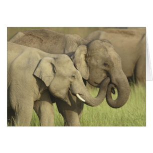 Indische Aziatische olifanten