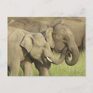 Indische Aziatische Olifanten Briefkaart