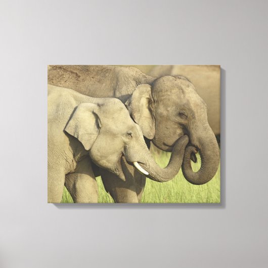 Indische Aziatische Olifanten Canvas Afdruk (Voorkant)