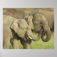Indische/Aziatische olifanten delen een