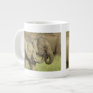Indische Aziatische Olifanten Grote Koffiekop