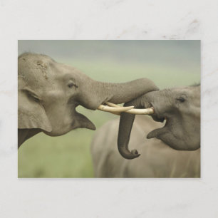 Indische Aziatische Olifanten spelen vechtend Briefkaart