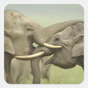 Indische Aziatische Olifanten spelen vechtend Vierkante Sticker