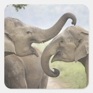 Indische Aziatische Olifanten spelen Vechtend Vierkante Sticker