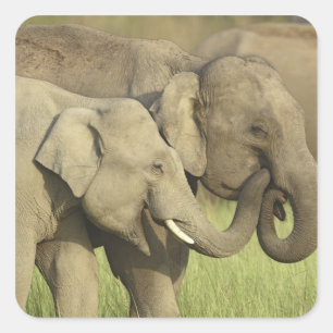 Indische Aziatische Olifanten Vierkante Sticker