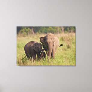 Indische Aziatische Olifantenfamilie in de Savanna Canvas Afdruk