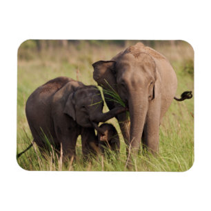 Indische Aziatische Olifantenfamilie in de Savanna Magneet