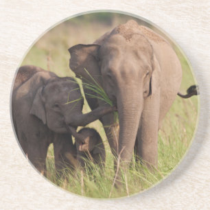 Indische Aziatische Olifantenfamilie in de Savanna Zandsteen Onderzetter
