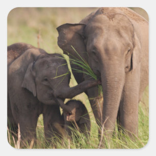 Indische Aziatische olifantenfamilie in de Savanne Sticker