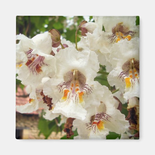 Indische Bean Tree Flowers Magnet (Voorkant)