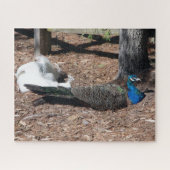 Indische Blauwe en Witte Fazanten legpuzzel (Horizontaal)
