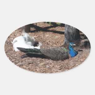 Indische blauwe en witte fazanten sticker