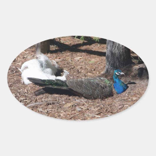 Indische blauwe en witte fazanten sticker (Voorkant)