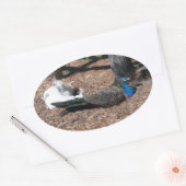 Indische blauwe en witte fazanten sticker (Envelop)