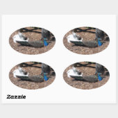 Indische blauwe en witte fazanten sticker (Vel)