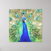 Indische blauwe pacock canvas afdruk (Voorkant)