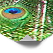 Indische blauwe pacock poster (Hoek)