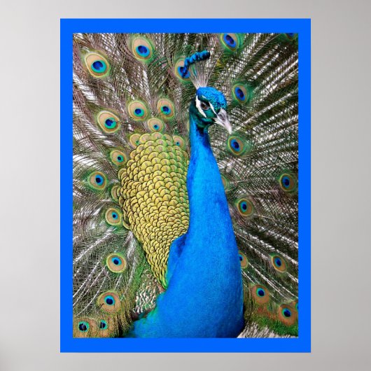 Indische blauwe pacock poster (Voorkant)