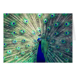 Indische Blauwe Pauw