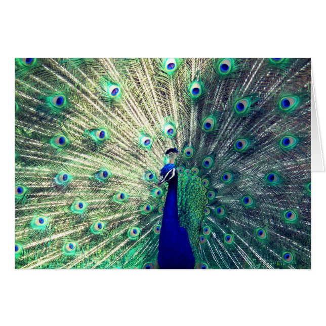 Indische Blauwe Pauw (Voorkant Horizontaal)