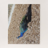 Indische Blauwe Pauw legpuzzel (Verticaal)