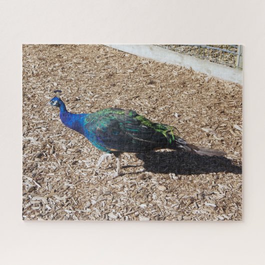 Indische Blauwe Pauw legpuzzel (Horizontaal)