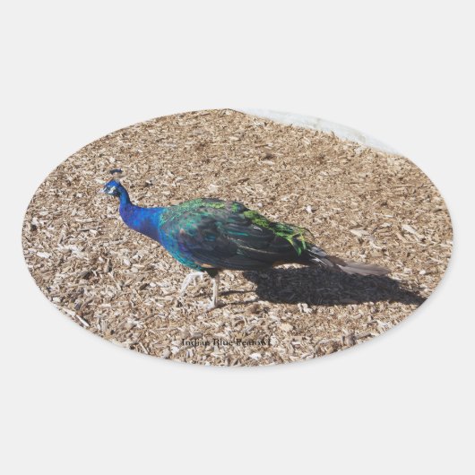 Indische Blauwe Pauw sticker (Voorkant)