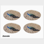 Indische Blauwe Pauw sticker (Vel)