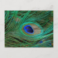 Indische Blauwe Pauwveer