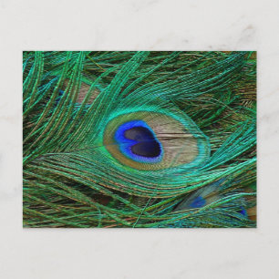 Indische Blauwe Pauwveer Briefkaart