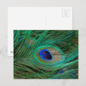 Indische blauwe pekkervaar briefkaart (Voorkant / Achterkant)