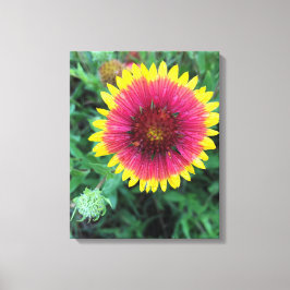 Indische bloem - Texas Wildflower Canvas Afdruk
