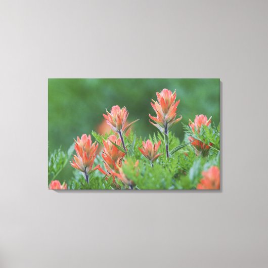 Indische borstel, Castilleja miniata, Ouray, Canvas Afdruk (Voorkant)