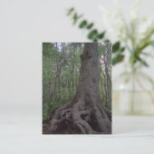 Indische Briefkaarten van het Forest Artifact Cust (Staand voorkant)