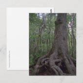 Indische Briefkaarten van het Forest Artifact Cust (Voorkant / Achterkant)