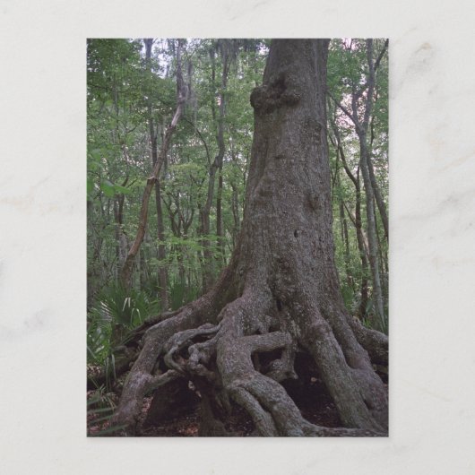Indische Briefkaarten van het Forest Artifact Cust (Voorkant)