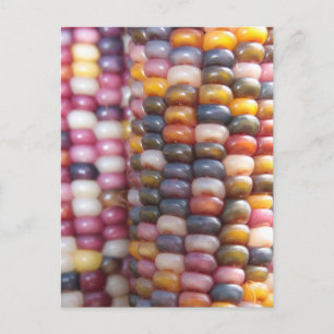 Indische corn briefkaart