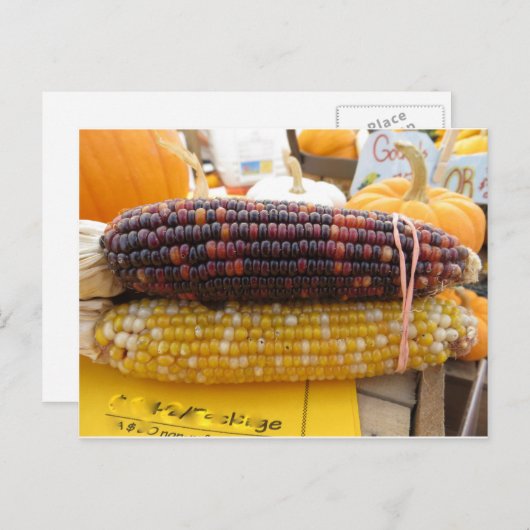 Indische corn briefkaart (Voorkant / Achterkant)