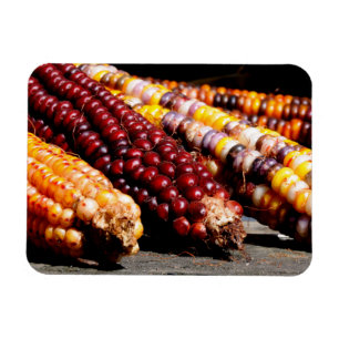 Indische corn magneet