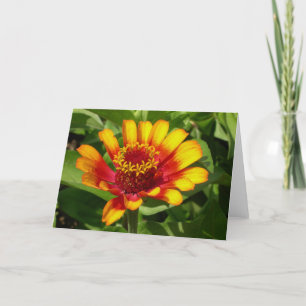 Indische dekenbloem - wenskaart kaart