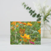 Indische Fritillary butterfly & kosmos bloemen Briefkaart (Staand voorkant)